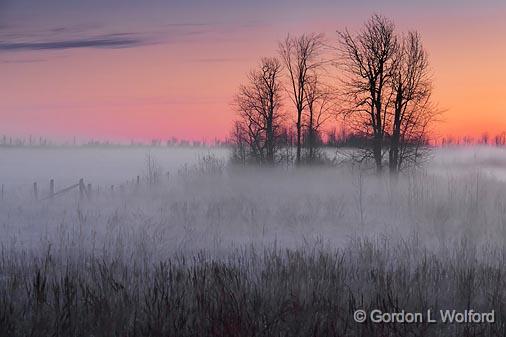 Trees In Mist_09206.jpg - Photographed at sunrise near Smiths Falls, Ontario, Canada.